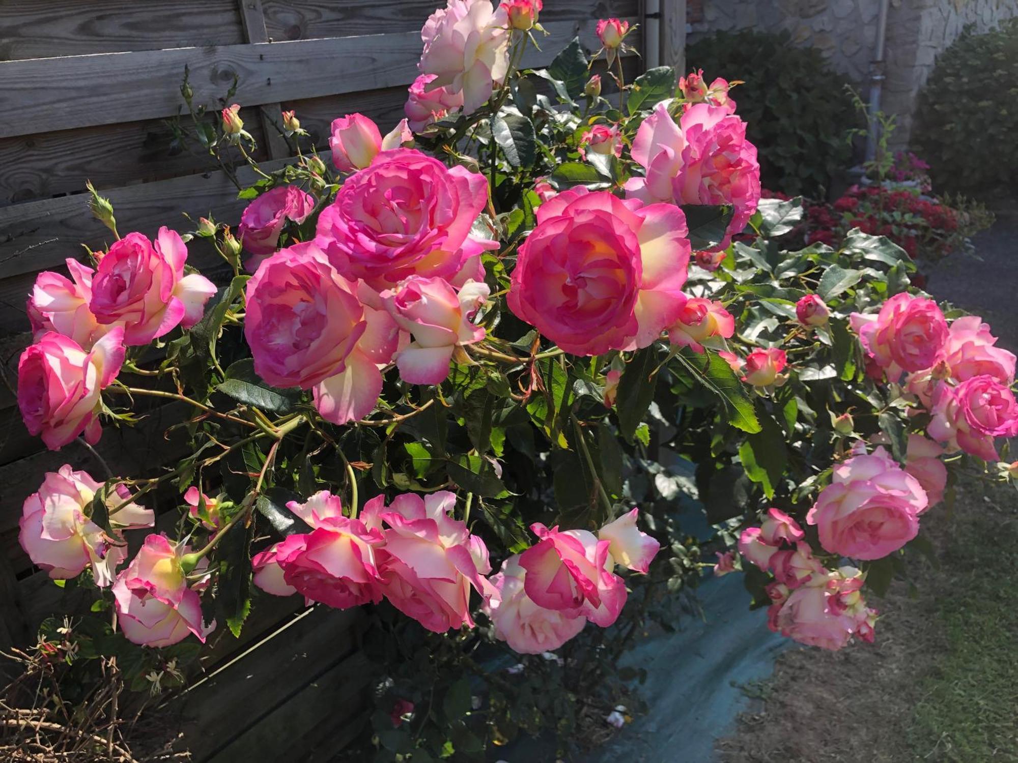 Les Hortensias Grand-Fougeray Eksteriør bilde
